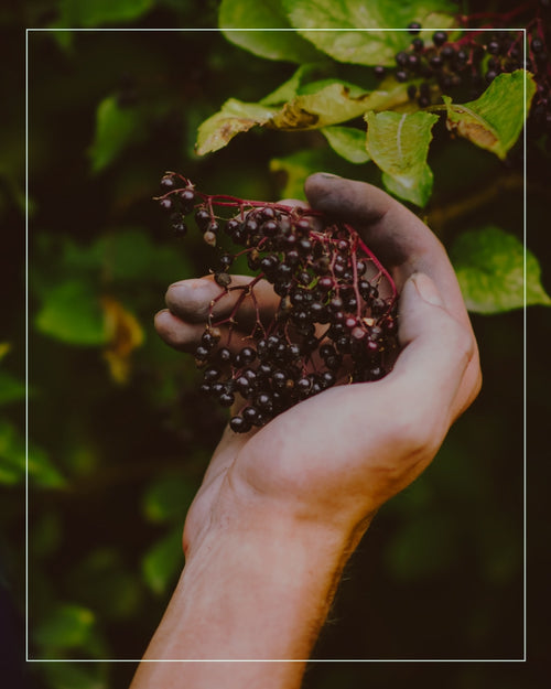 hand picking elderberries from tree