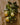 meyer lemon sitting on canvas background