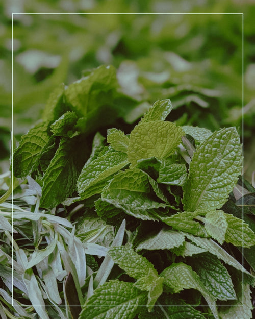 spearmint plant close up