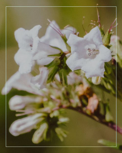 yerba santa plant flowering