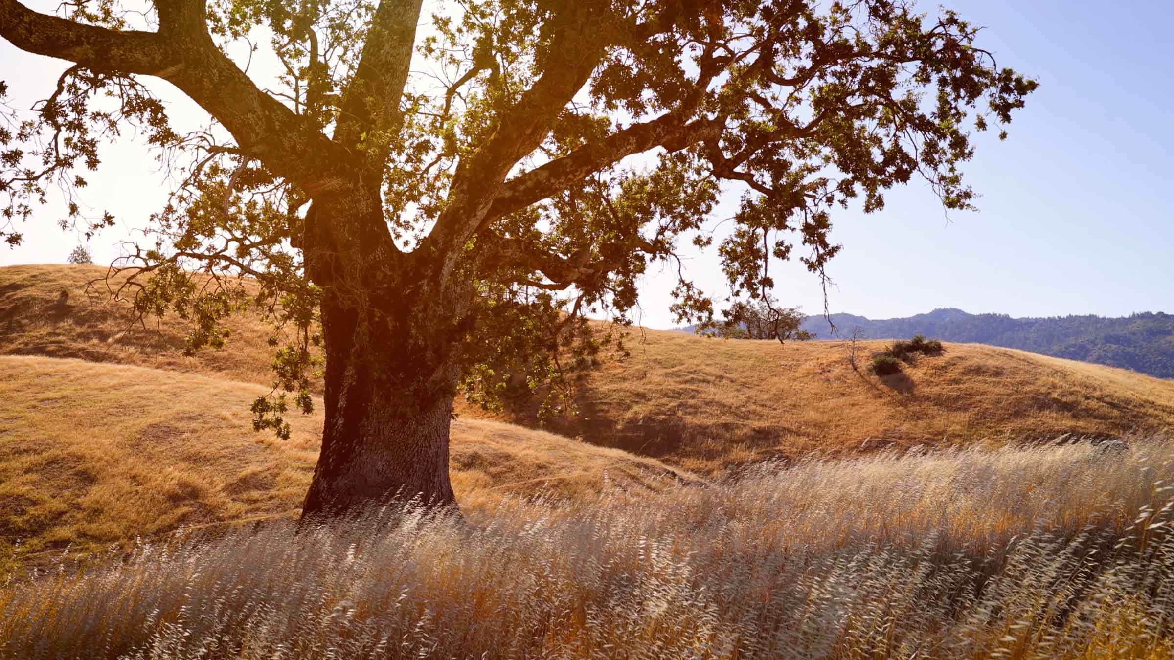 Field with rolling grass, hills, and an oak tree.