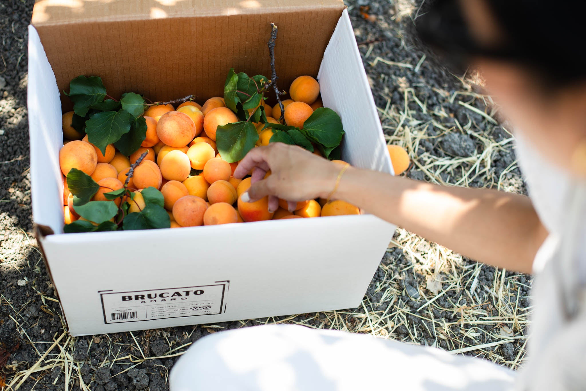 Apricots being picked and boxed for Brucato Amaro.